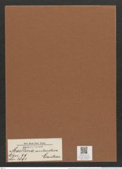 Moelleria antarctica Castrac. (de-Toni-Nr.: Genus 99, Species 3093) Zeichnungen Sammlung Grunow Mappe 03322 (Herbarium_W_Grunow_drawings_Folder_03322)